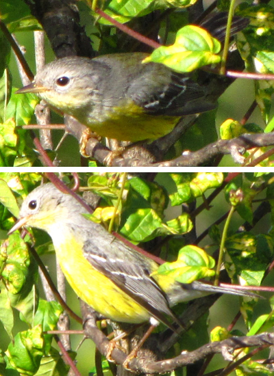 Yellow-rumped Warbler