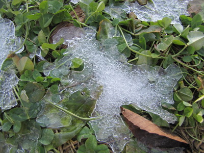 Snow melting off clover