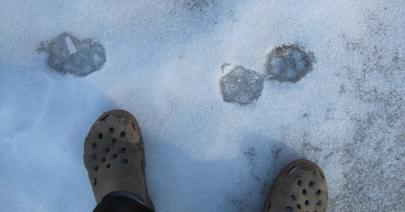 Dog footprints in the ice