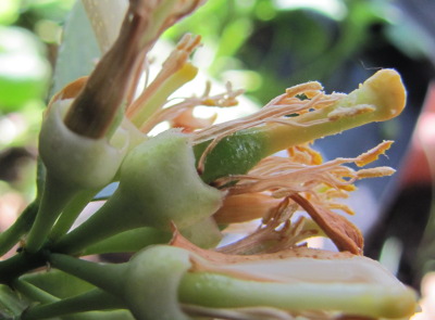 Pollinated Meyer lemon ovary