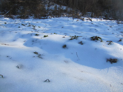 Snow on the garden