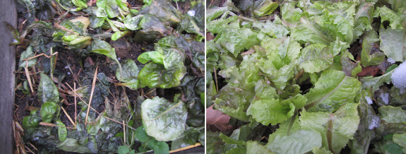 Frost tolerance of Bibb and Black-seeded Simpson