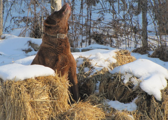 Lucy using pile of straw bales to keep warm during cold snap of 2010