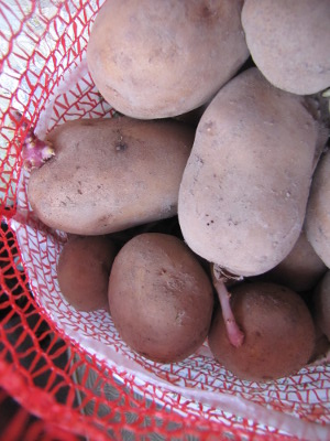 Potatoes sprouting in storage