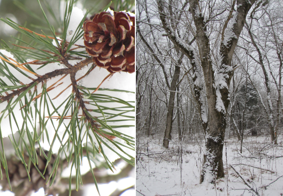 Snow on pine and box-elder