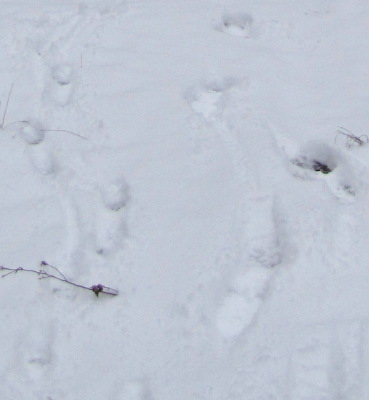 Footsteps in the snow