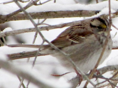 White-throated Sparrow in the snow
