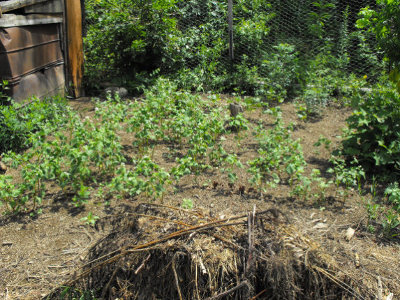 Buckwheat in the chicken pasture