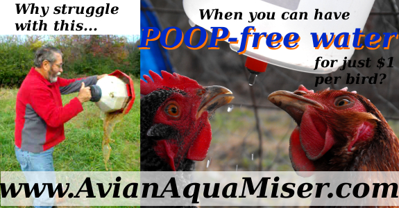 Avian Aqua Miser: Automatic Chicken Waterer