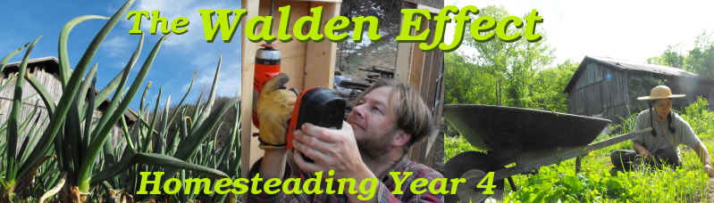 The Walden Effect: Homesteading Year 4. Farming, simple living, permaculture, and invention.