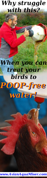 Sick of dirty water?  Your chickens are too.