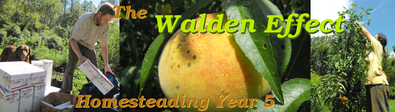 The Walden Effect: Homesteading Year 5. Farming, simple living, permaculture, and invention.