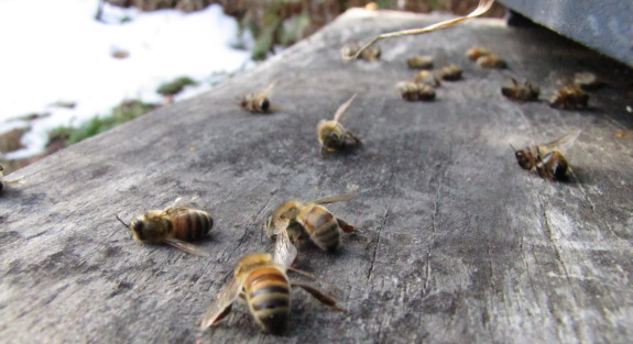 dead bees on a ledge close up