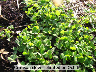 Crimson clover planted on October 8