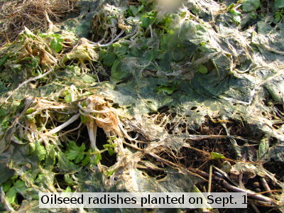 Oilseed radishes planted on Sept. 1