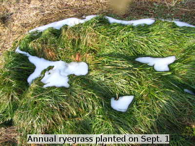 Annual ryegrass planted on Sept. 1