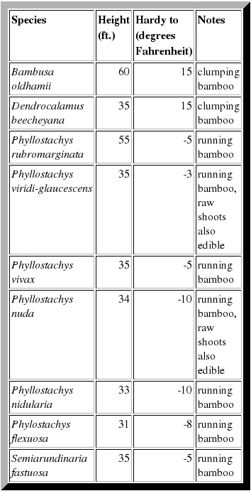 Characterisics of edible bamboo species