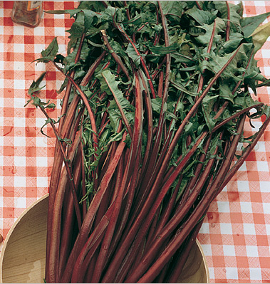 Chicory greens