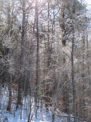 Frosty trees