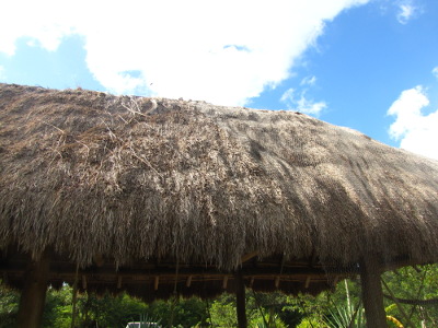 Thatched roof from above