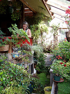 Pots of plants fertilized with urine