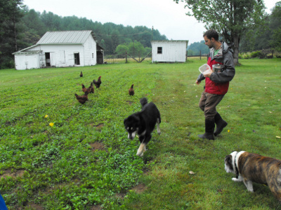 Everett and his free range chickens (and dogs).