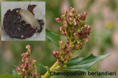 Chenopodium berlandieri