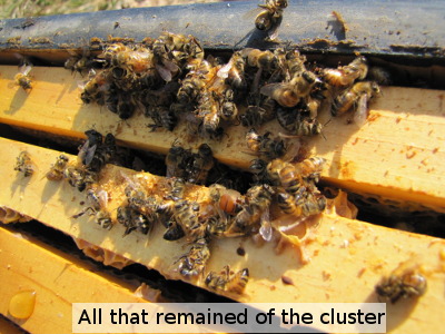 Dead, small cluster of bees
