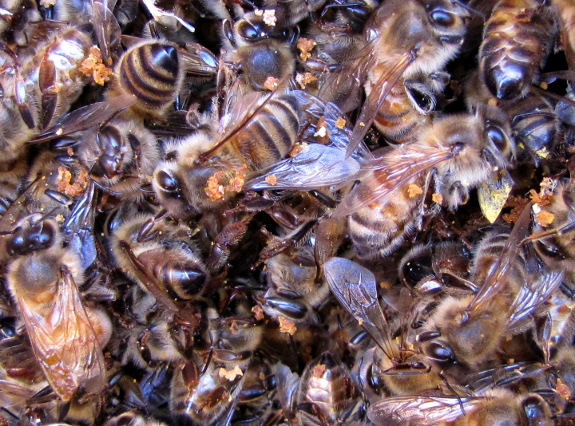 Dead honeybees