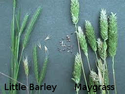 Maygrass and Little Barley