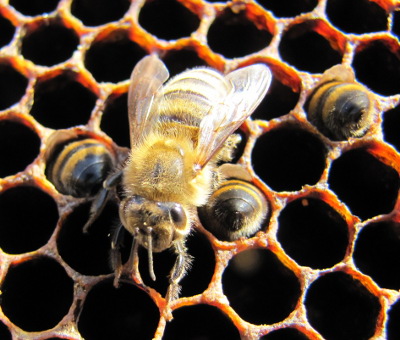 Starved honeybees