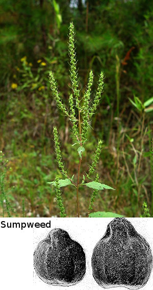 Sumpweed plant and seeds