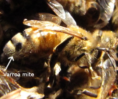Varroa mite on a dead honeybee