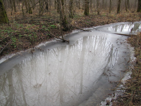 Tree shadows on melting ice