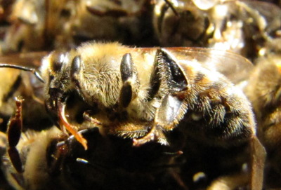 Dead bee with tongue sticking out