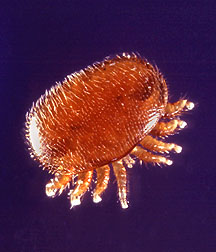 Varroa mite