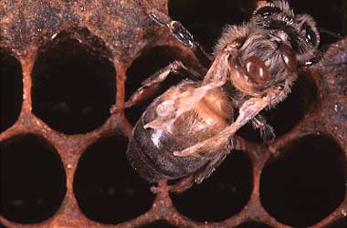 Bee with deformed wing from varroa mites