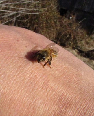 Honeybee on a bare hand