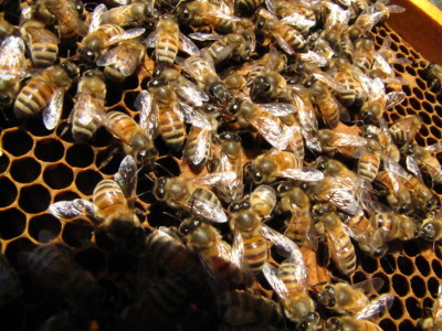 Honeybees with a bit of capped brood