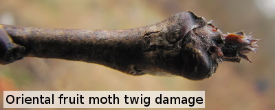 Oriental fruit moth twig damage