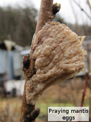 Praying mantis eggs