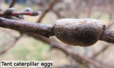 Tent caterpillar eggs