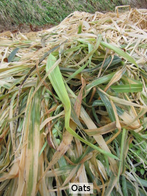 Oat cover crop is mostly winterkilled by end of January