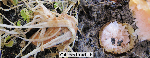 Oilseed radish winterkills and starts to decompose