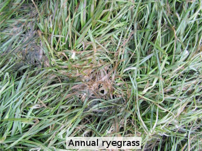 Annual ryegrass is still green in January