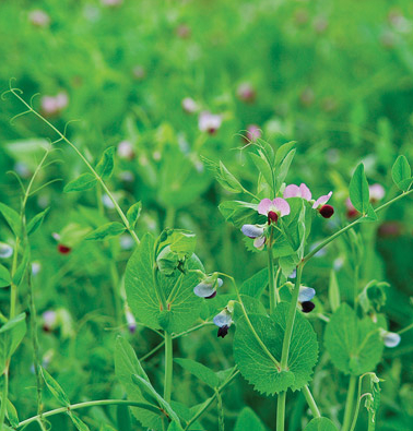 Field peas