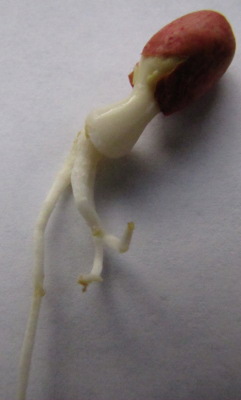 Sprouted peanut