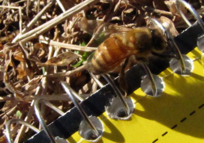 Honeybee on a notebook