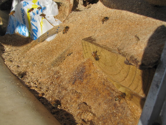 Bees visiting a pile of sawdust