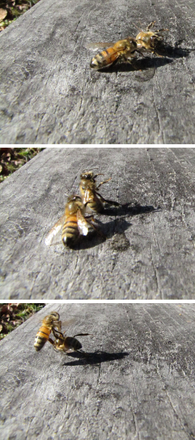 A honeybee carrying a dead bee